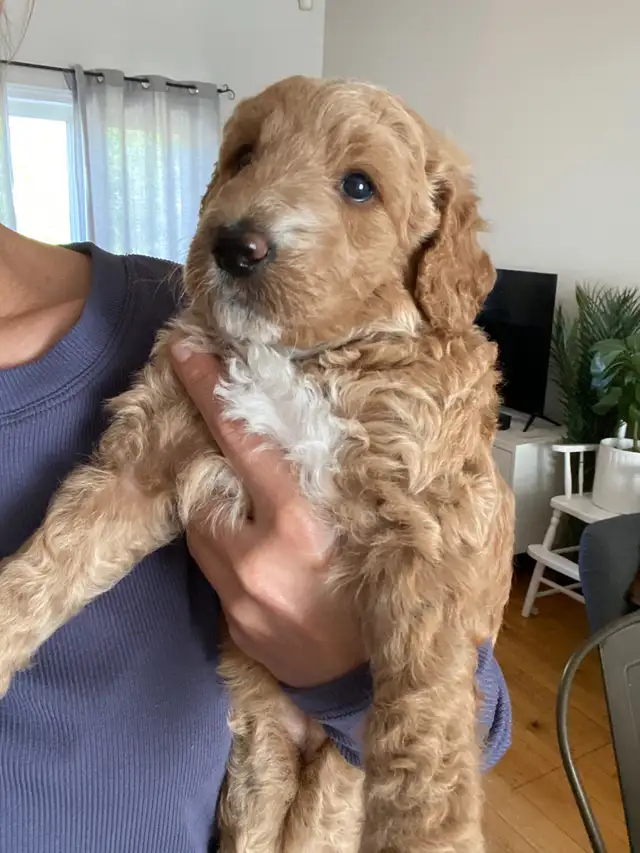 Jet Setter Doodles — Irishdoodle Puppies in Dogs & Puppies for Rehoming in Winnipeg - Image 8