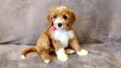 Waiting List - Cavapoo Puppies F1 (Summer 2026), View more