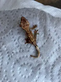 Juvenile/unsexed crested geckos 