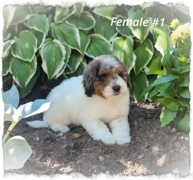 Bernedoodle F1b mini Tri coloured  in Dogs & Puppies for Rehoming in Kitchener / Waterloo - Image 3