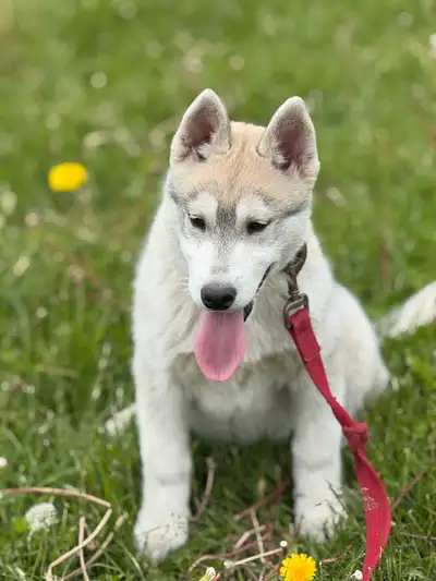 ** Pure Bred CKC Registered Siberian Husky ** Fully vaccinated, health tested, dewormed, and microch...