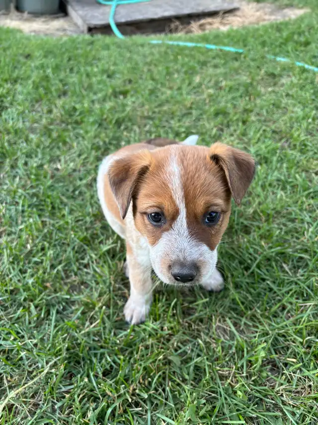 Heeler puppies in Dogs & Puppies for Rehoming in St. Albert - Image 3