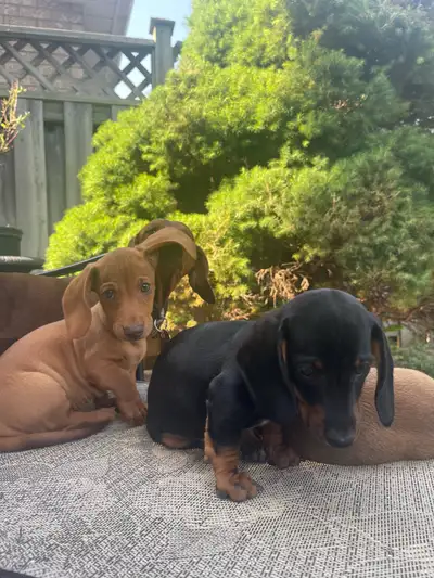 MINI DACHSHUND PUPPIES 9 W.O. ONLY 3 LEFT READY FOR NEW FAMILIES, View more