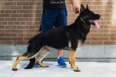 Denmarr-German Shepherd Puppies Available – Repeat Pairing, View more