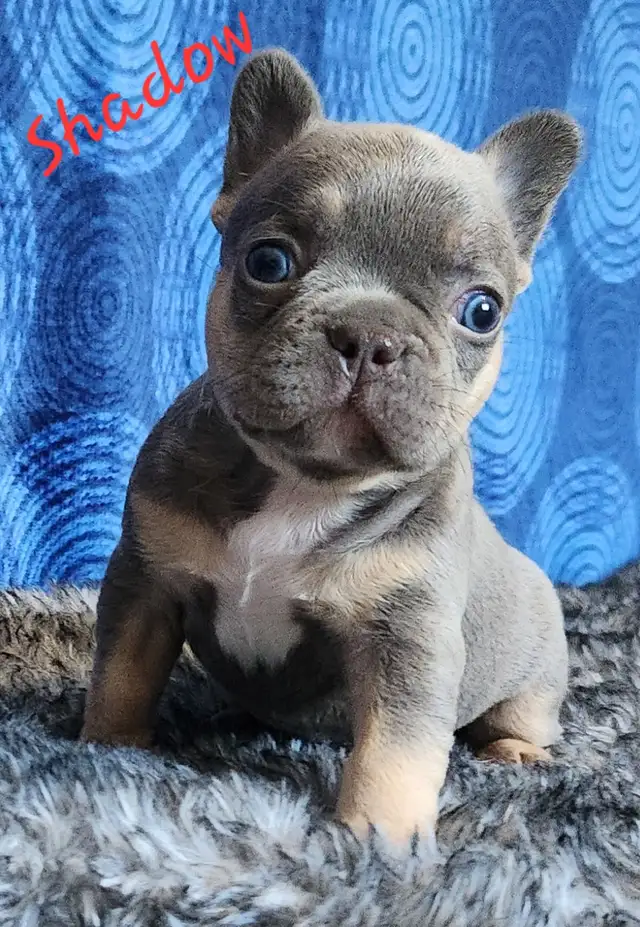 3 puppies and 1 adult purebred French Bulldogs CKC registered in Dogs & Puppies for Rehoming in Laval / North Shore - Image 3