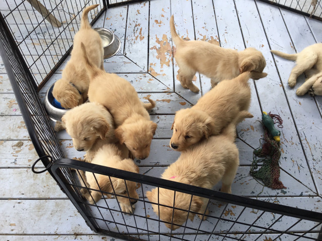 Golden Retriever in Dogs & Puppies for Rehoming in West Island - Image 3