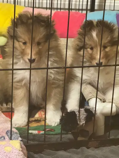 CKC Registered Shetland Sheepdog puppy, View more