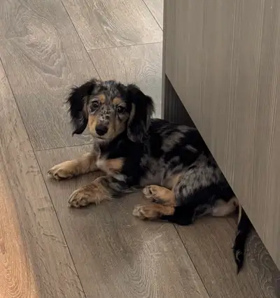 Dachshund puppy - SOLD, View more