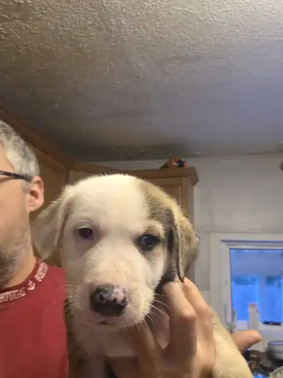 American bulldog husky German shepherd mix  puppies, View more