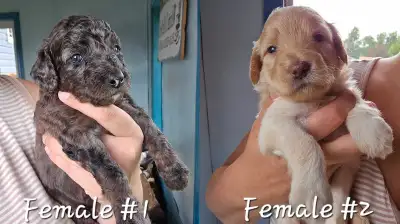 F1B small size Aussiedoodle puppies ❤️ born on June 20th. They are 5 weeks old now. Puppies come fro...