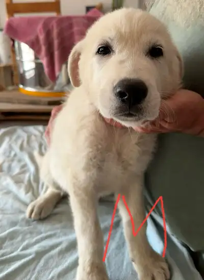Pyrenees - Golden Retriever, View more