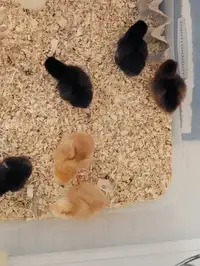 6 Pullets