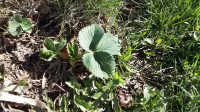 June-Bearing Strawberry Seedlings, View more