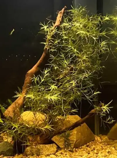 Guppy grass , View more