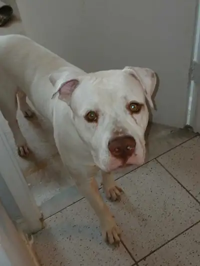Trained American Bulldog – 7 Months Old – Calm, Loyal, friendly!, View more