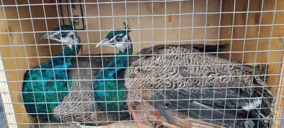 Blue Shoulder Peacocks, View more