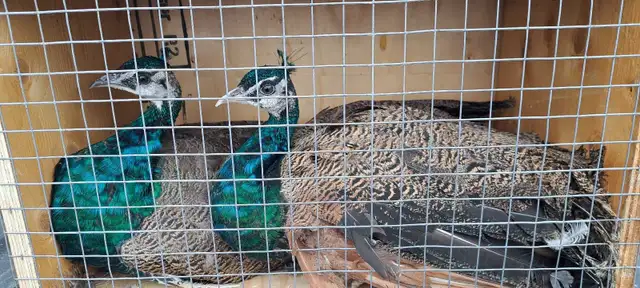 Blue Shoulder Peacocks in Birds for Rehoming in Kawartha Lakes - Image 2