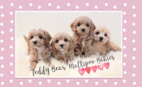 ❤️❤️ TEDDY BEAR ❤️❤️ Doll Face MALTIPOO Babies ❤️❤️