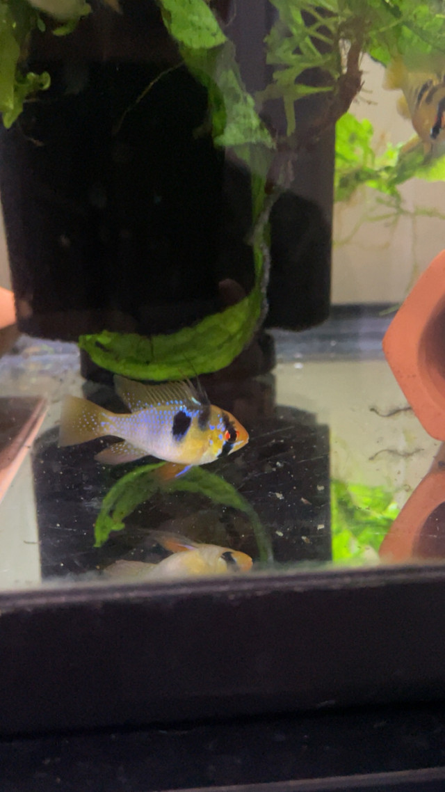 German blue rams in Fish for Rehoming in City of Halifax - Image 3