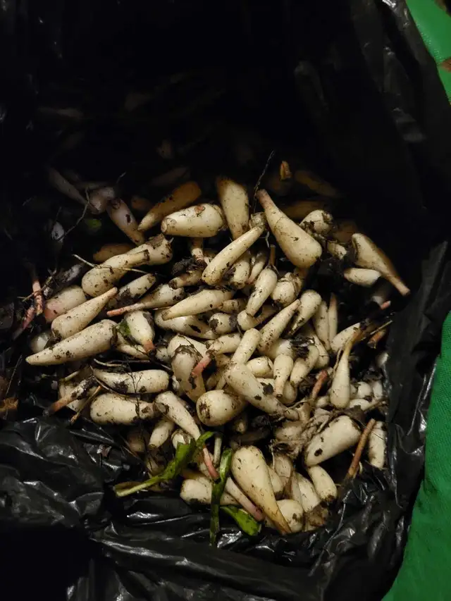 wild Garlic 456525206667939841