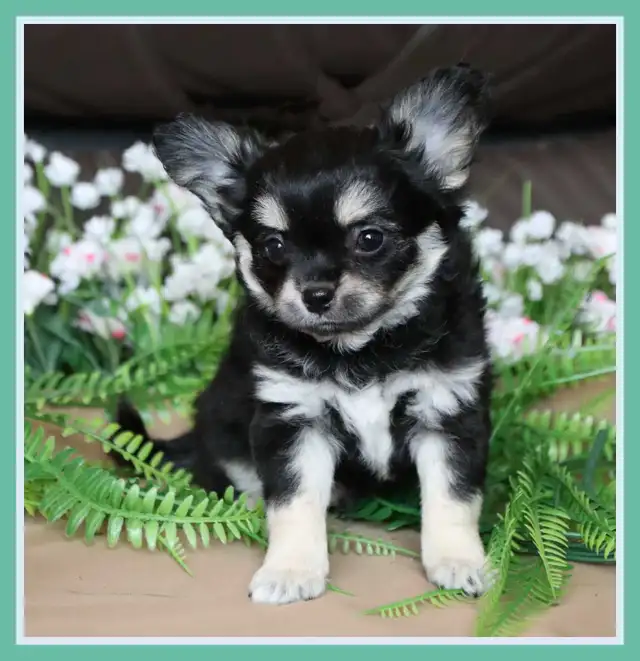 Very Fancy- White, Black tri, Blue tri, white  Chihuahua puppie in Dogs & Puppies for Rehoming in City of Toronto - Image 2