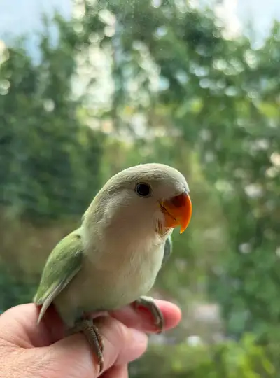 Baby lovebird, View more