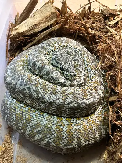 2020 female proven breeder Granite carpet python , View more