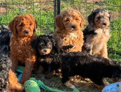 Mini Bernedoodle - Aussiedoodle - Goldendoodle - Toy Yaussiepoos, View more