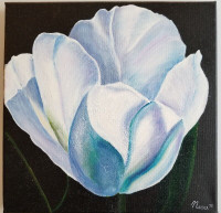 White tulip on black canvas (12x12")