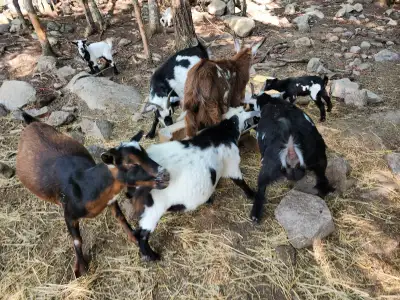 Nigerian Dwarf Goats Herd, View more