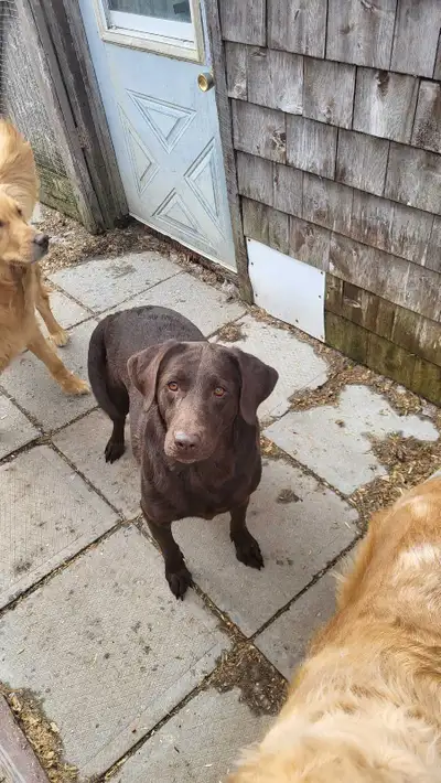 Femelle labrador pur race de 3 ans né le 20 mai 2023,c'est une bonne chienne tranquille et affectueu...