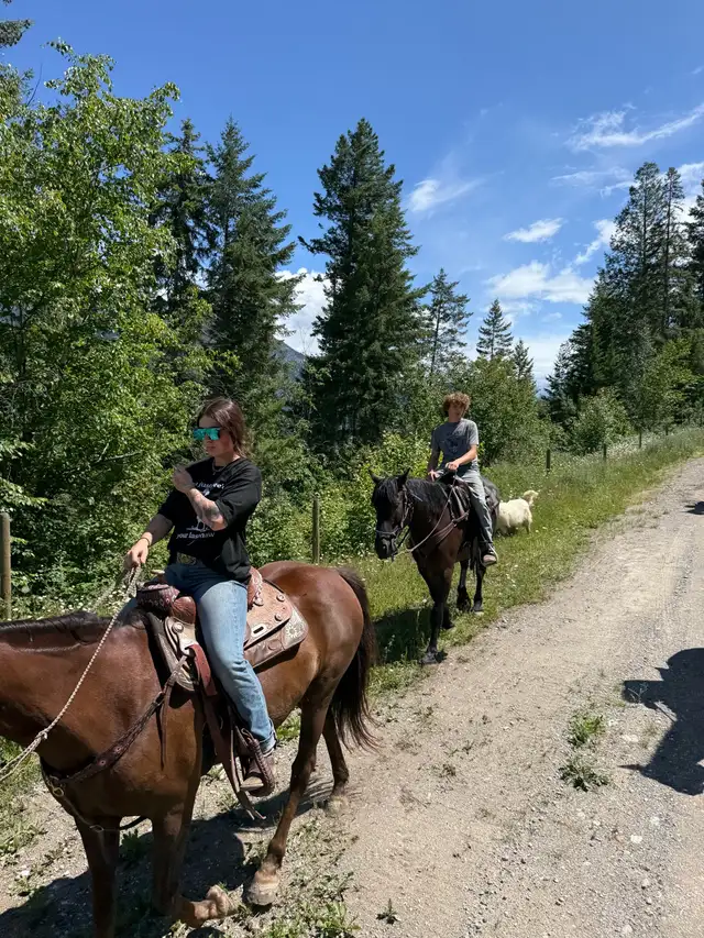 Mountainveiw Jackson Hunter Gelding (Canadian) in Horses & Ponies for Rehoming in Cranbrook - Image 3