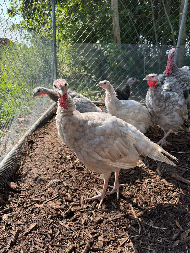 Blue Slate Turkeys in Livestock in Chatham-Kent - Image 3