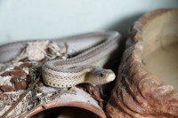 Serpents des blés (cornsnake) a adopter