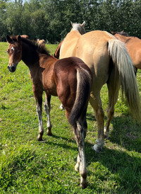 Registered Quarter Horse colt  Yearling 