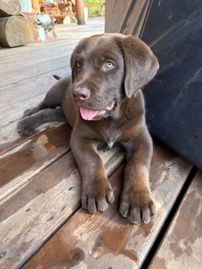 Chesapeake Bay retriever, View more