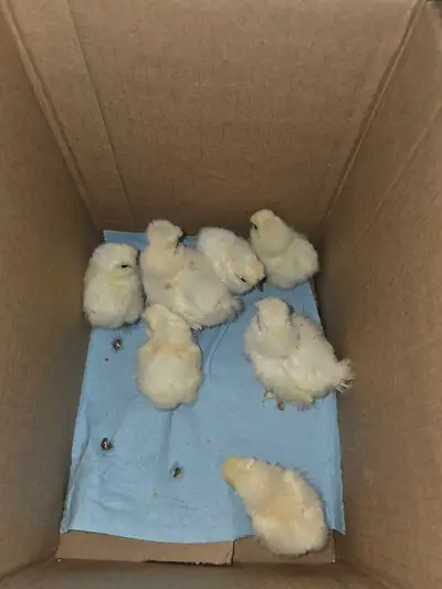 silkie chicks unsexed, View more