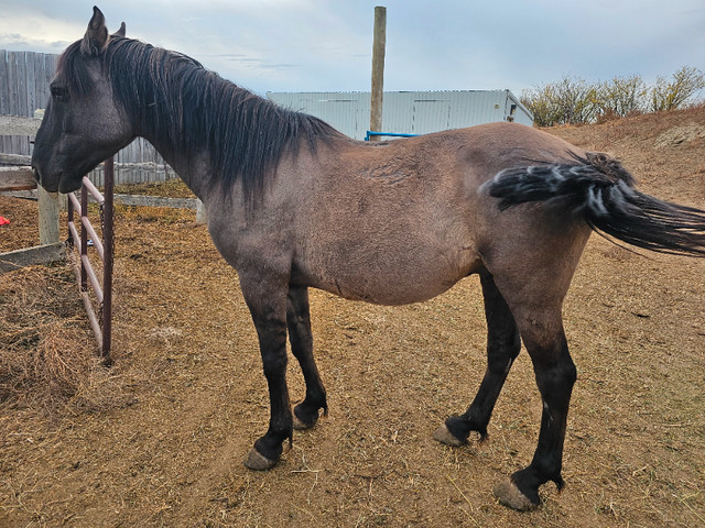 Conger mustang in Livestock in Medicine Hat - Image 3