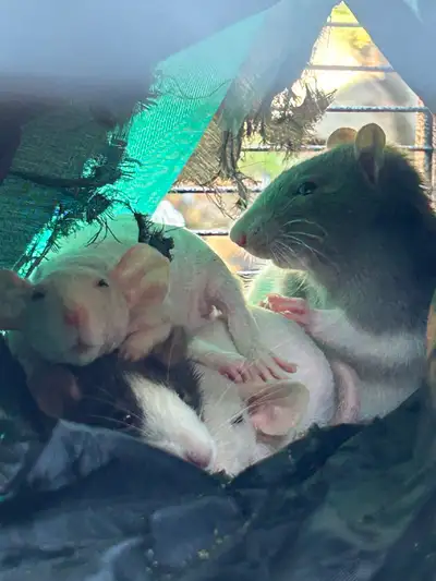 4 female rats with full set up looking to rehome, View more