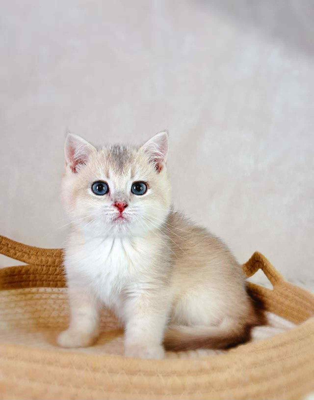 Blue Golden British Shorthair Kittens – 3.5 Months in Cats & Kittens for Rehoming in City of Toronto - Image 4