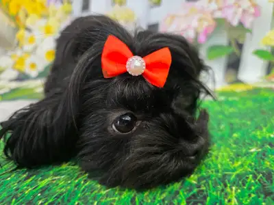 YORKSHIRE TERRIER FEMALE(BLACK FEMALE 2 YEAR OLD )), View more