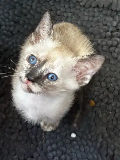 (6choix encore disponible )Mignon petit siamois 100% pure disponible pour réservation $ dépôt requis...
