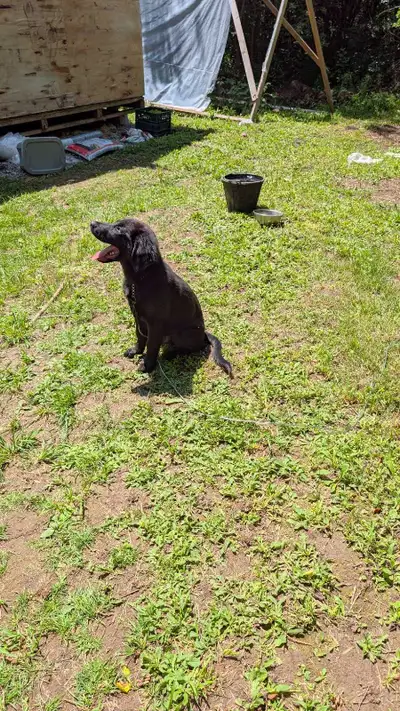 German shepherd/ lab mix, View more