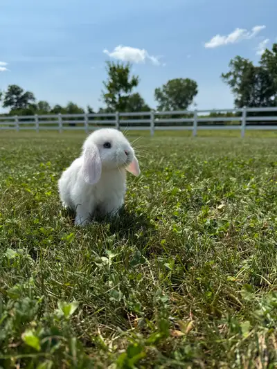Female Holland Lop, View more