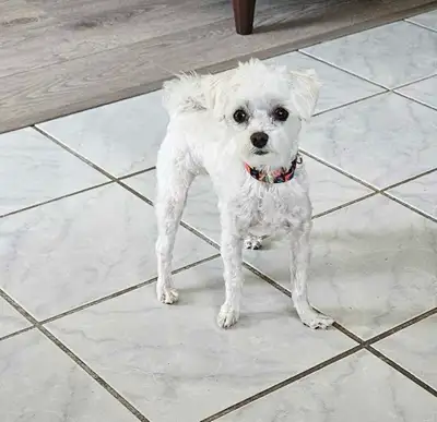Lily une Morkie de 18mois , View more