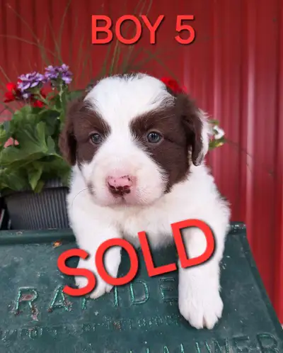 We have 8 adorable puppies for sale. 5 boys (all SOLD), 3 girls (ALL SOLD)! Born April 10, 2025. Rea...