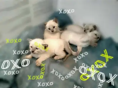 Purebred Siamese kittens! New liter soon. Secure yours early!