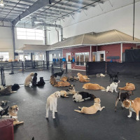 DOG BOARDING 365 DAYS at Sprockett's Doggy Day Camp