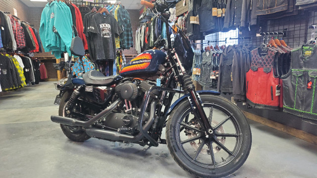 2020 Harley-Davidson Iron XL1200 in Street, Cruisers & Choppers in Edmonton - Image 3