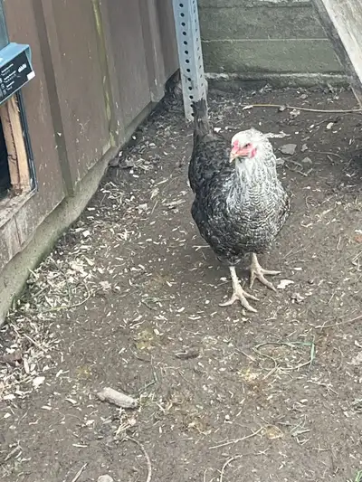  wanted a few laying hens , View more
